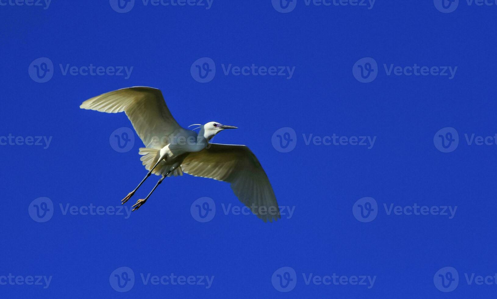 Little egret, egretta garzetta photo