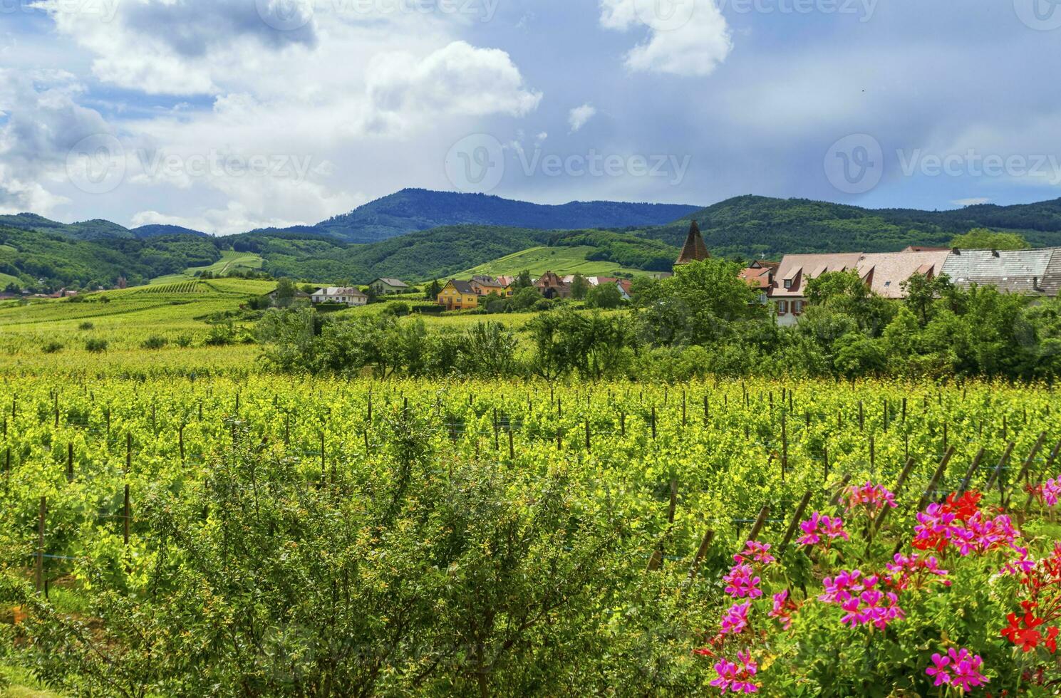 Alsace landscape, France photo