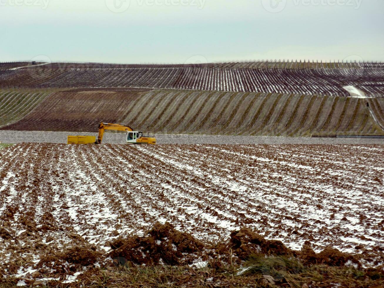 Crane in a field by winter photo