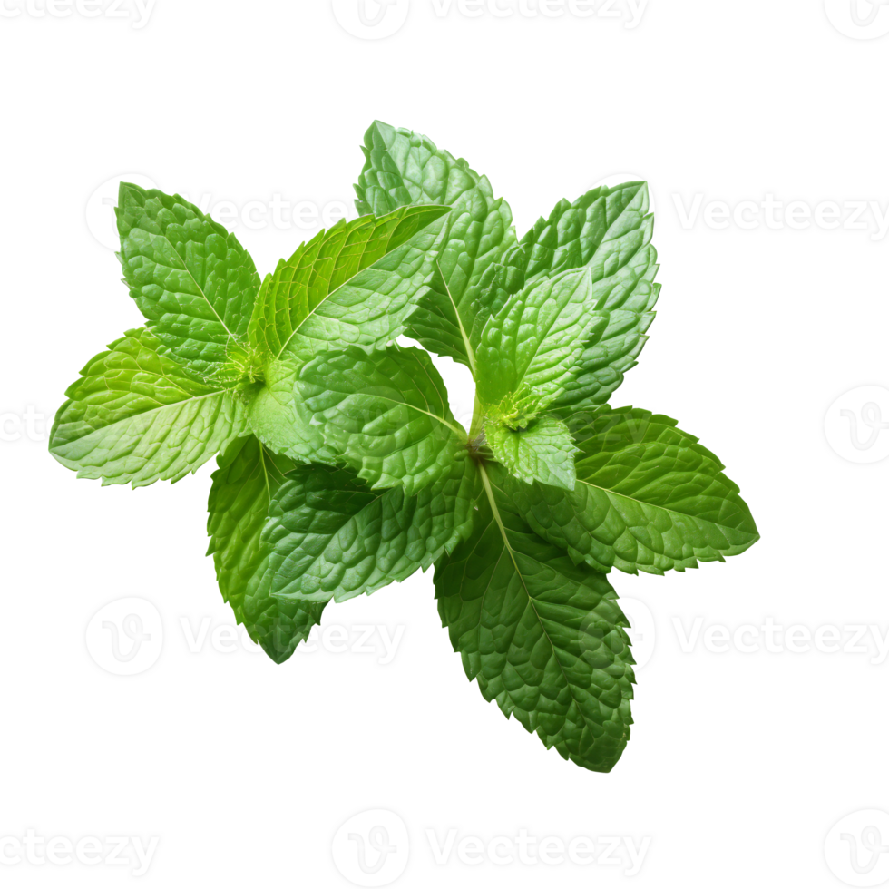 Fresh Mint leaf, Mint leaves isolated created with Generative AI png