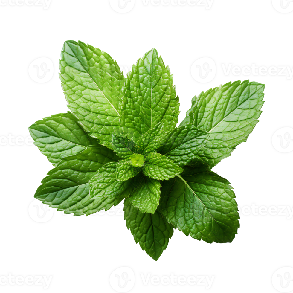 Fresh Mint leaf, Mint leaves isolated created with Generative AI png