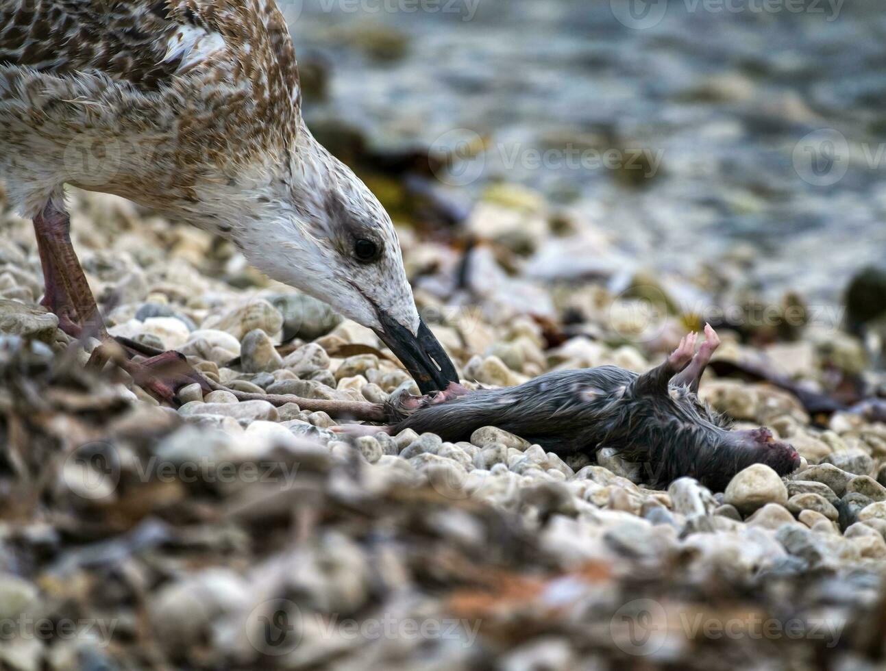Seagull eating dead rat photo
