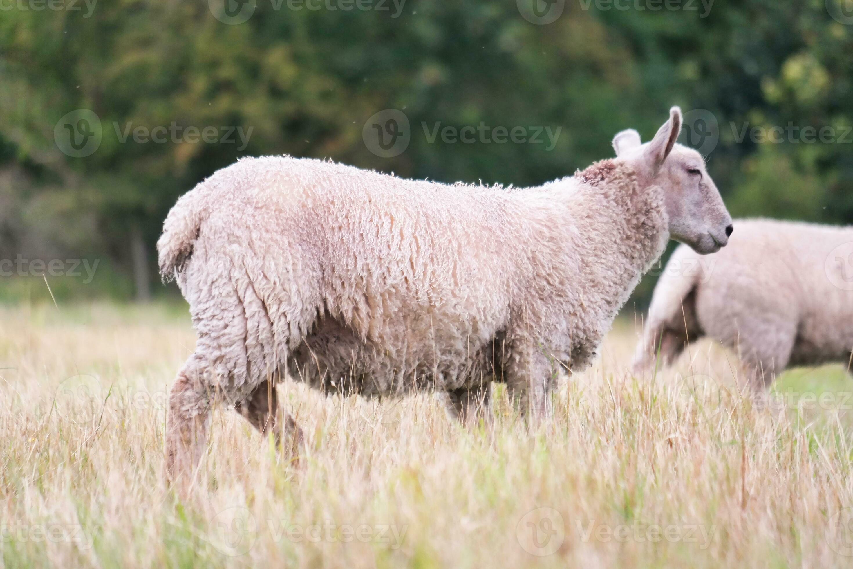 Beautiful Low Angle View of British Lamb and Sheep Farms at Upper