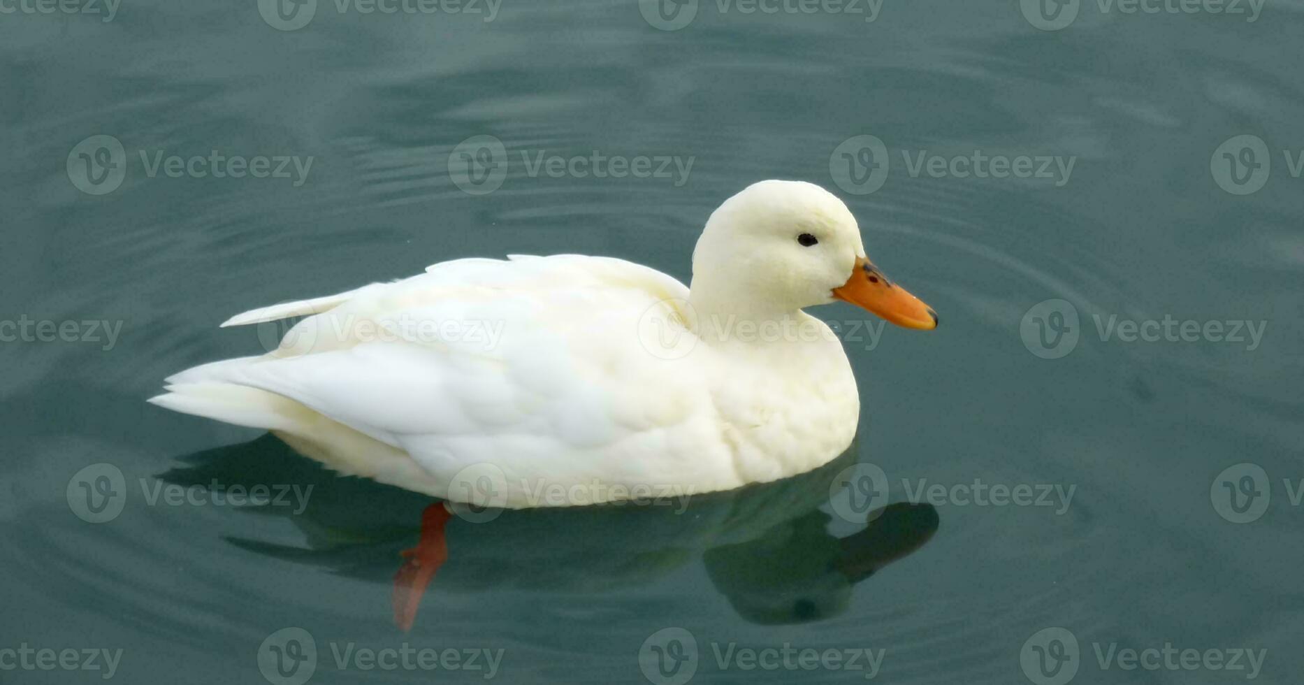 Quiet white duck photo