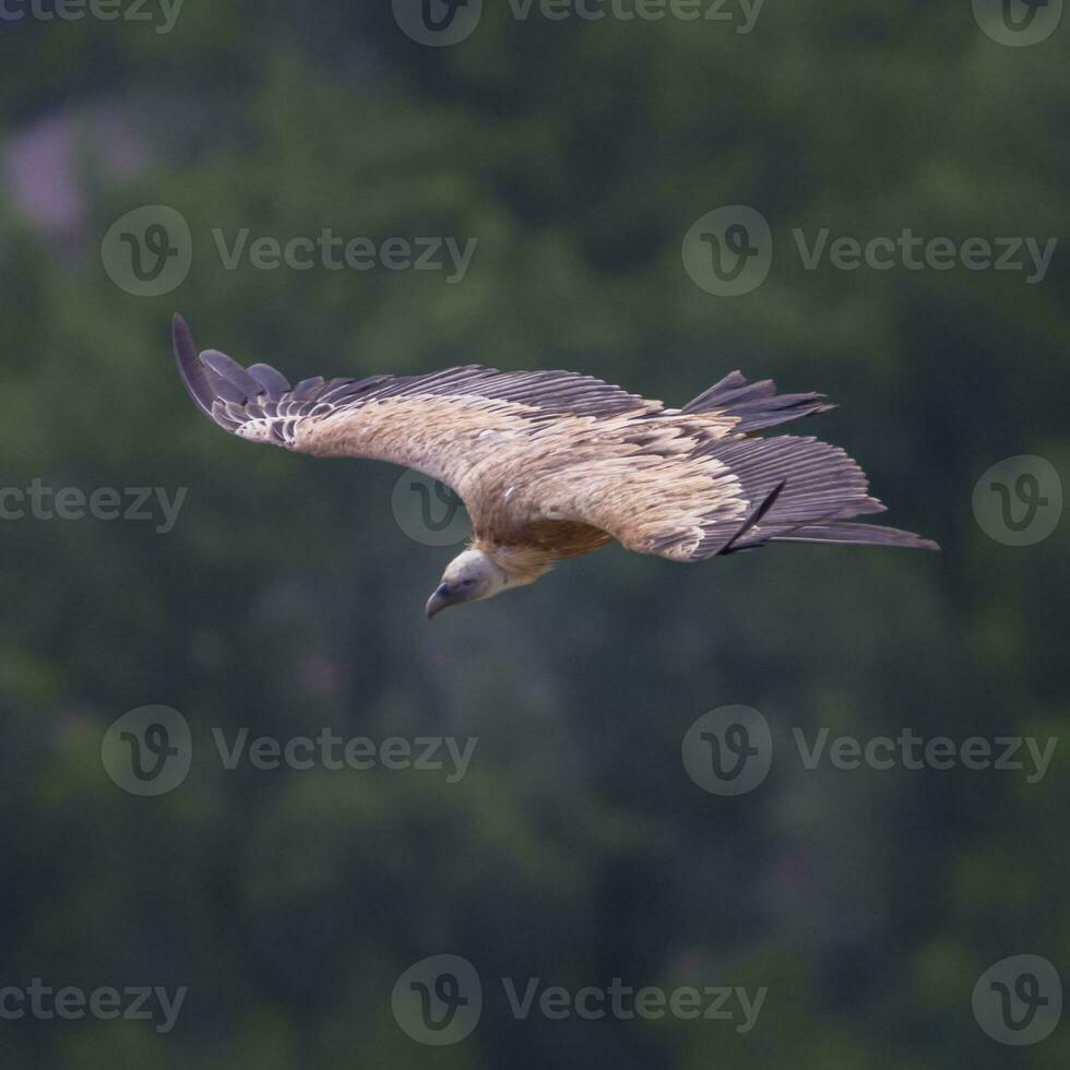 Griffon vulture flying, Drome provencale, France photo