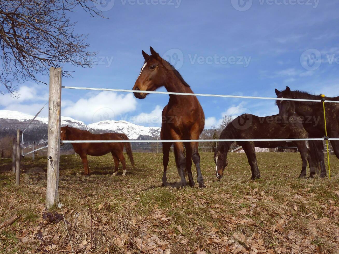 caballos en un prado foto