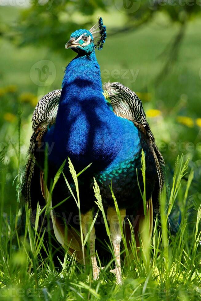 Peafowl on the grass photo