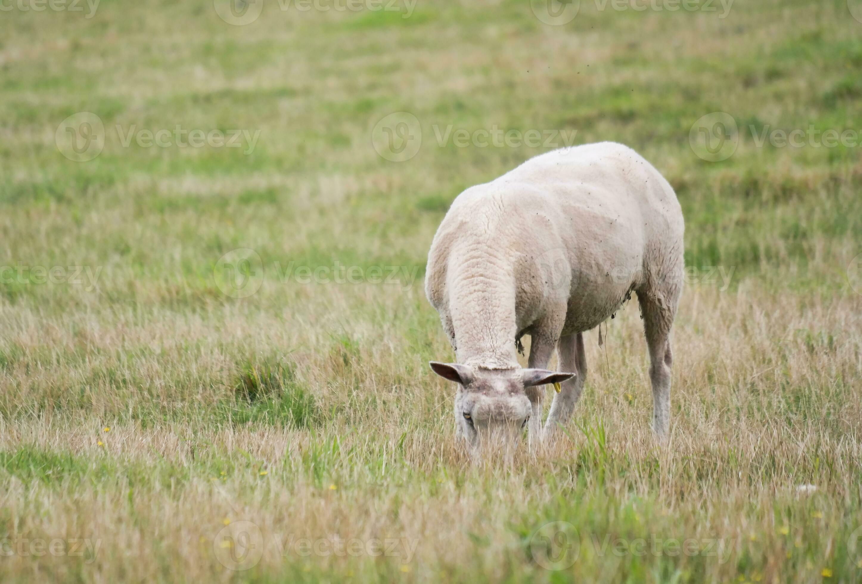 Beautiful Low Angle View of British Lamb and Sheep Farms at Upper