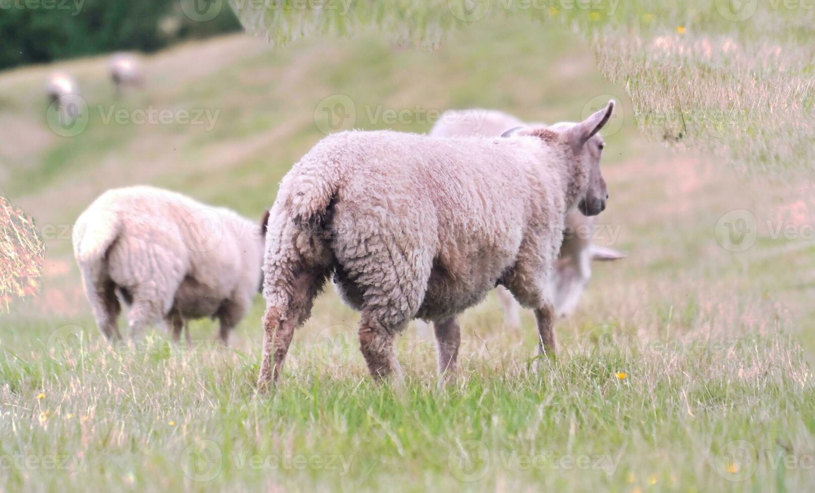Beautiful Low Angle View of British Lamb and Sheep Farms at Upper Sundon Park Luton, England UK. Image Was captured on August 15th, 2023 during sunset at Countryside of UK photo