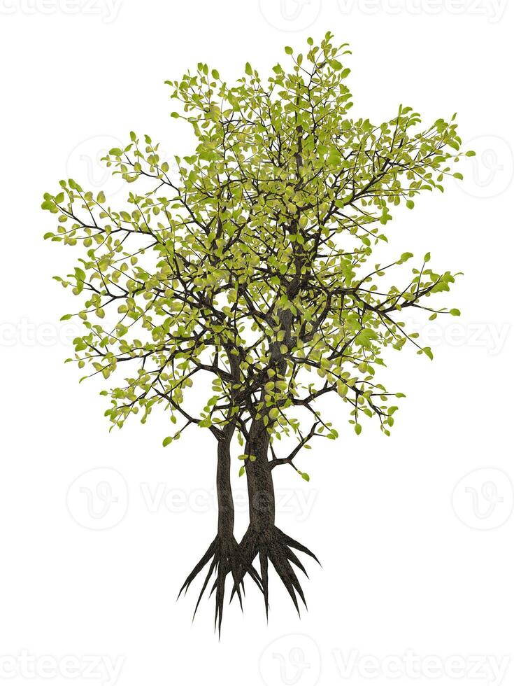 Egyptian carissa tree, c. edulis - 3D render photo