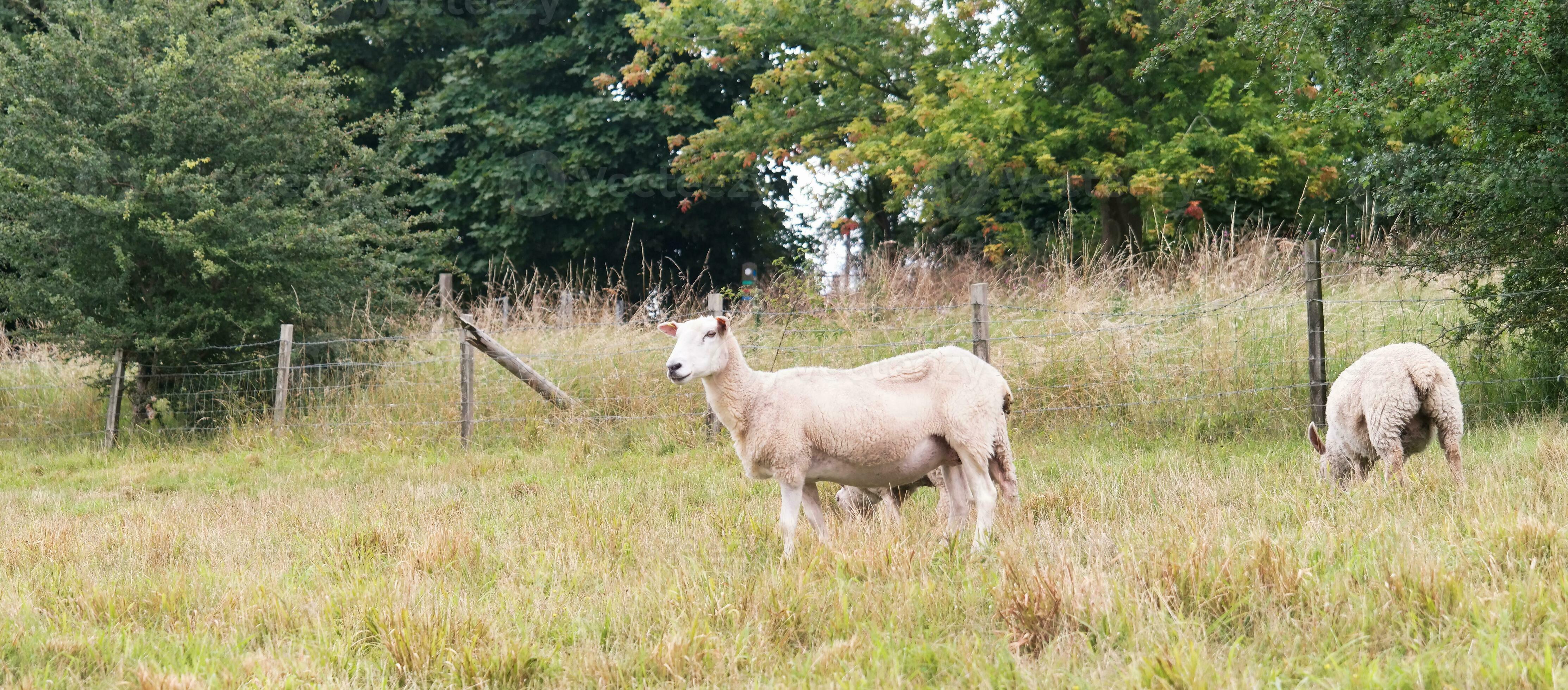 Beautiful Low Angle View of British Lamb and Sheep Farms at Upper