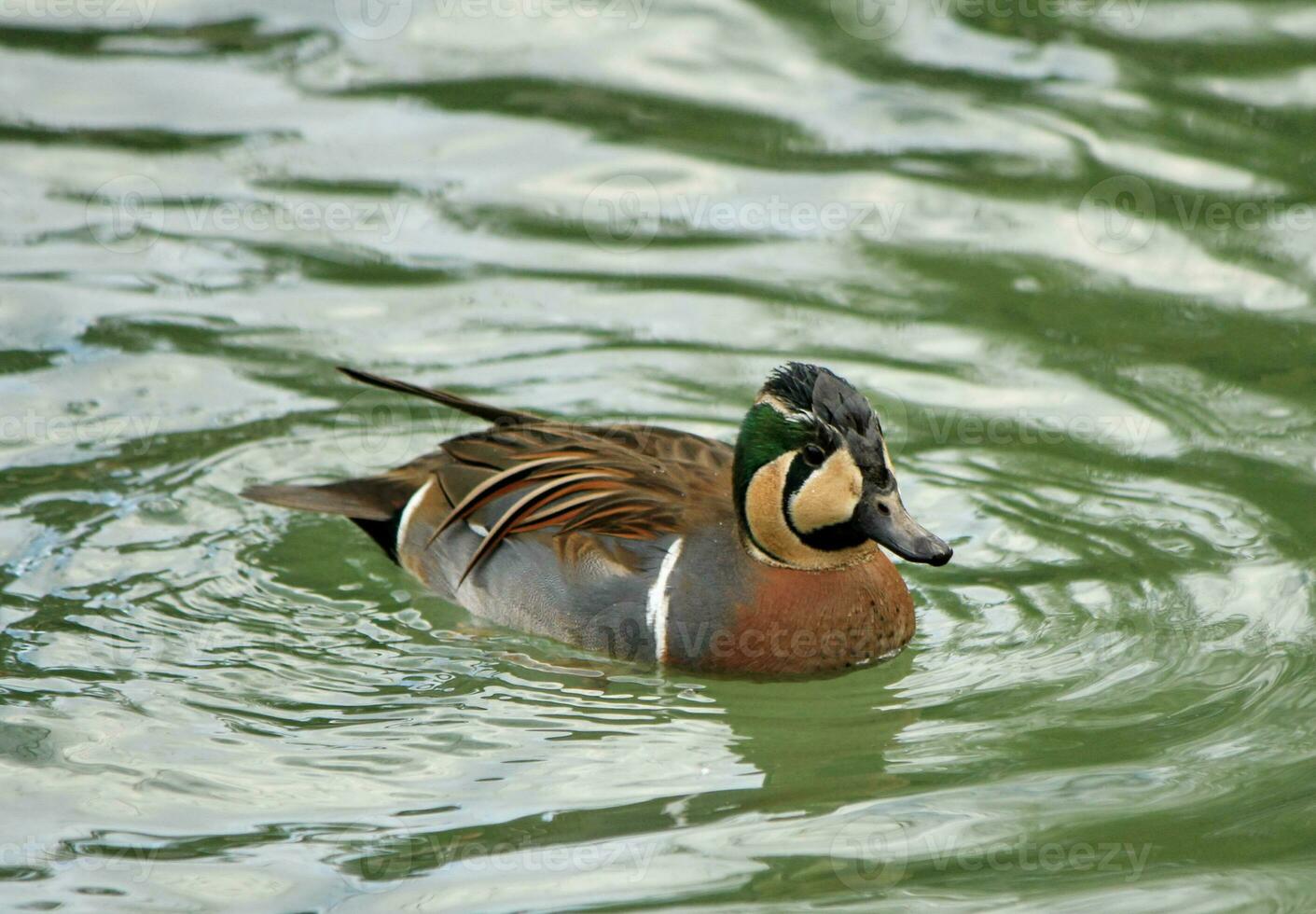 Baikal teal, anas formosa, also called the bimaculate duck or squawk duck photo