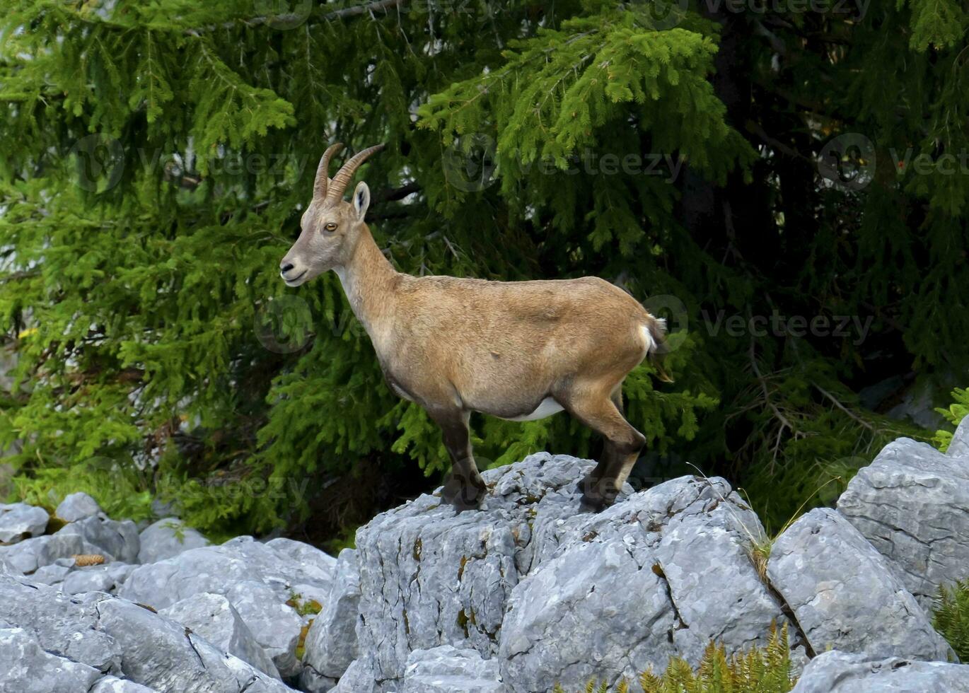 Female wild alpine, capra ibex, or steinbock photo