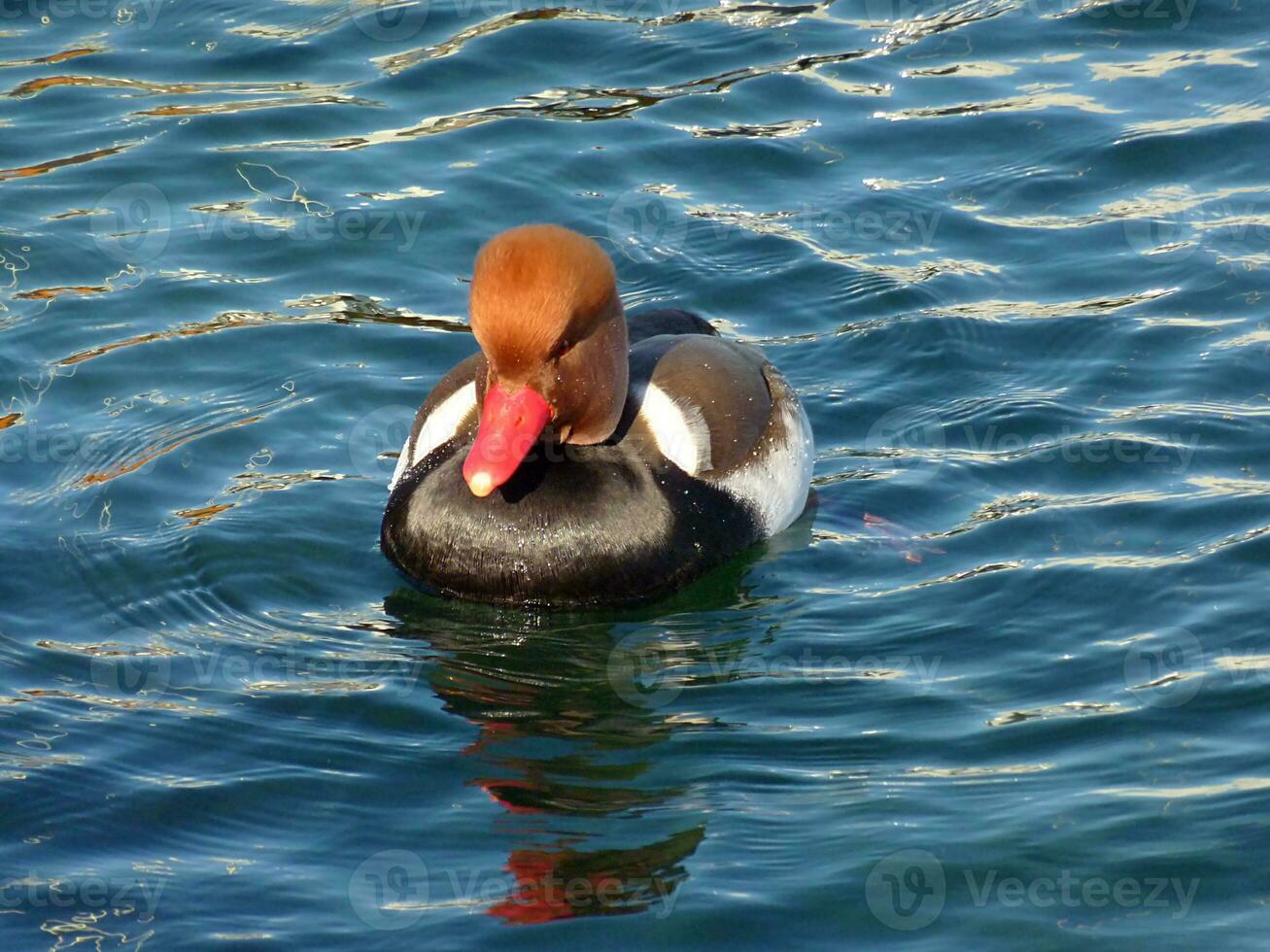 rojo cabeza Pato foto