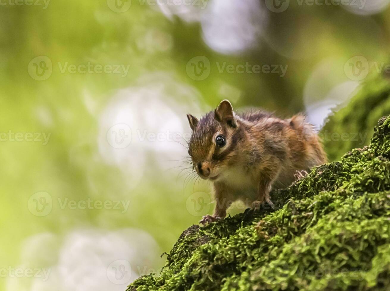Siberian or common chipmunk squirrel, eutamias sibiricus photo