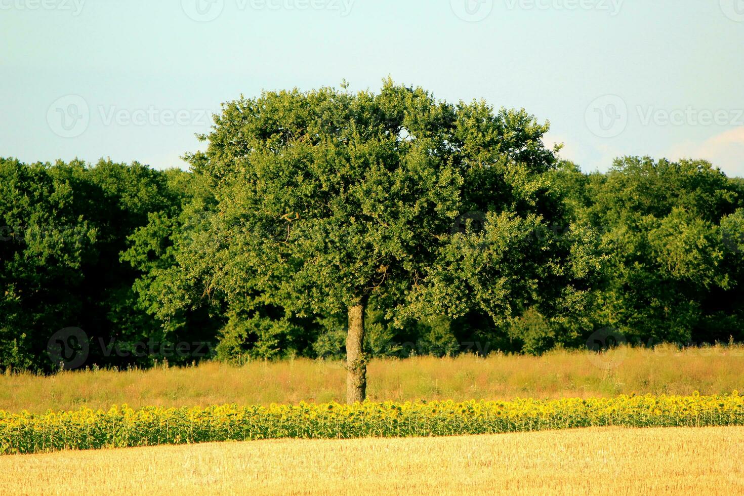 árbol en un paisaje foto