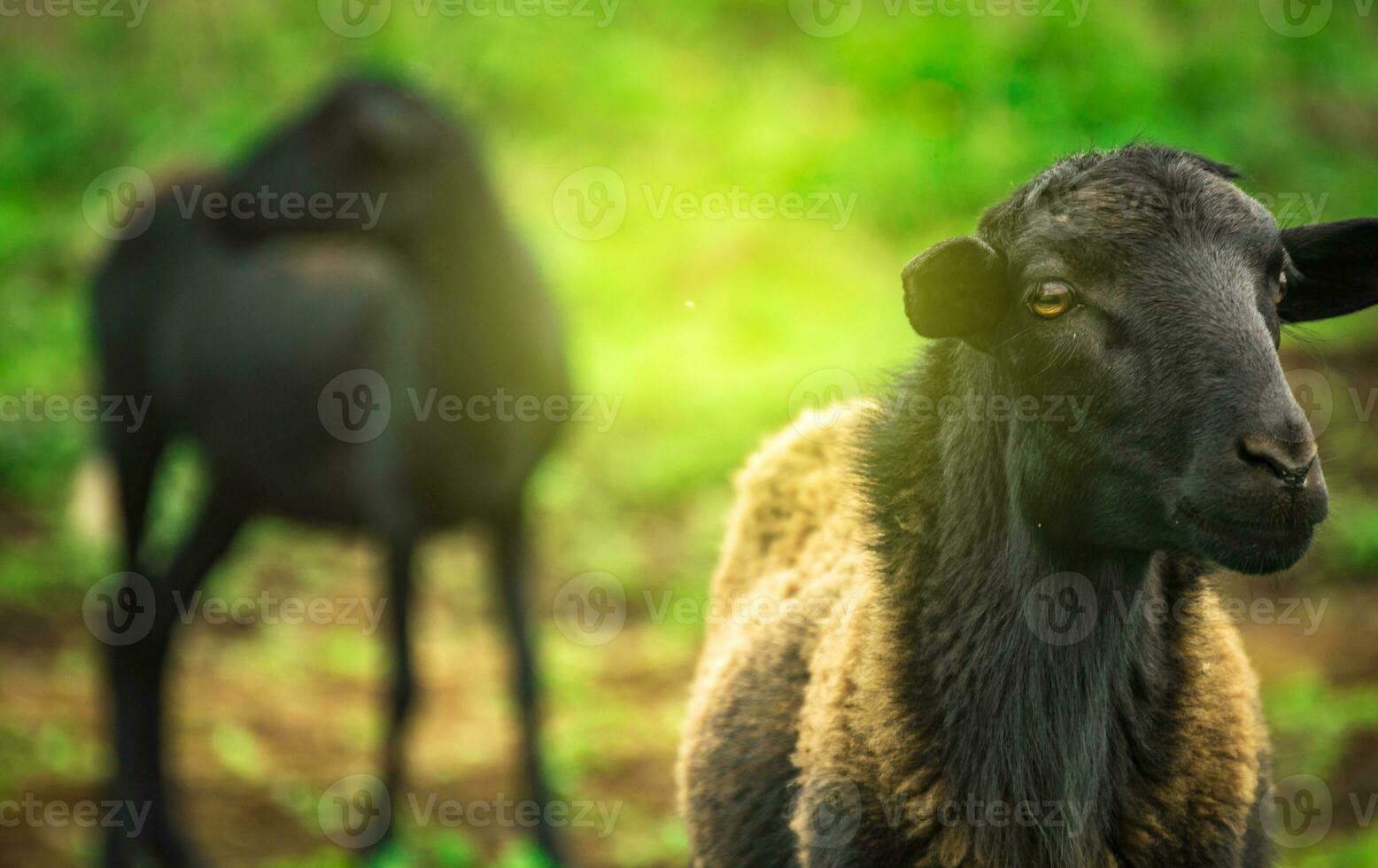 foto de un oveja comiendo césped, retrato de un oveja en el campo, cerca arriba de un Pareja de oveja en el campo