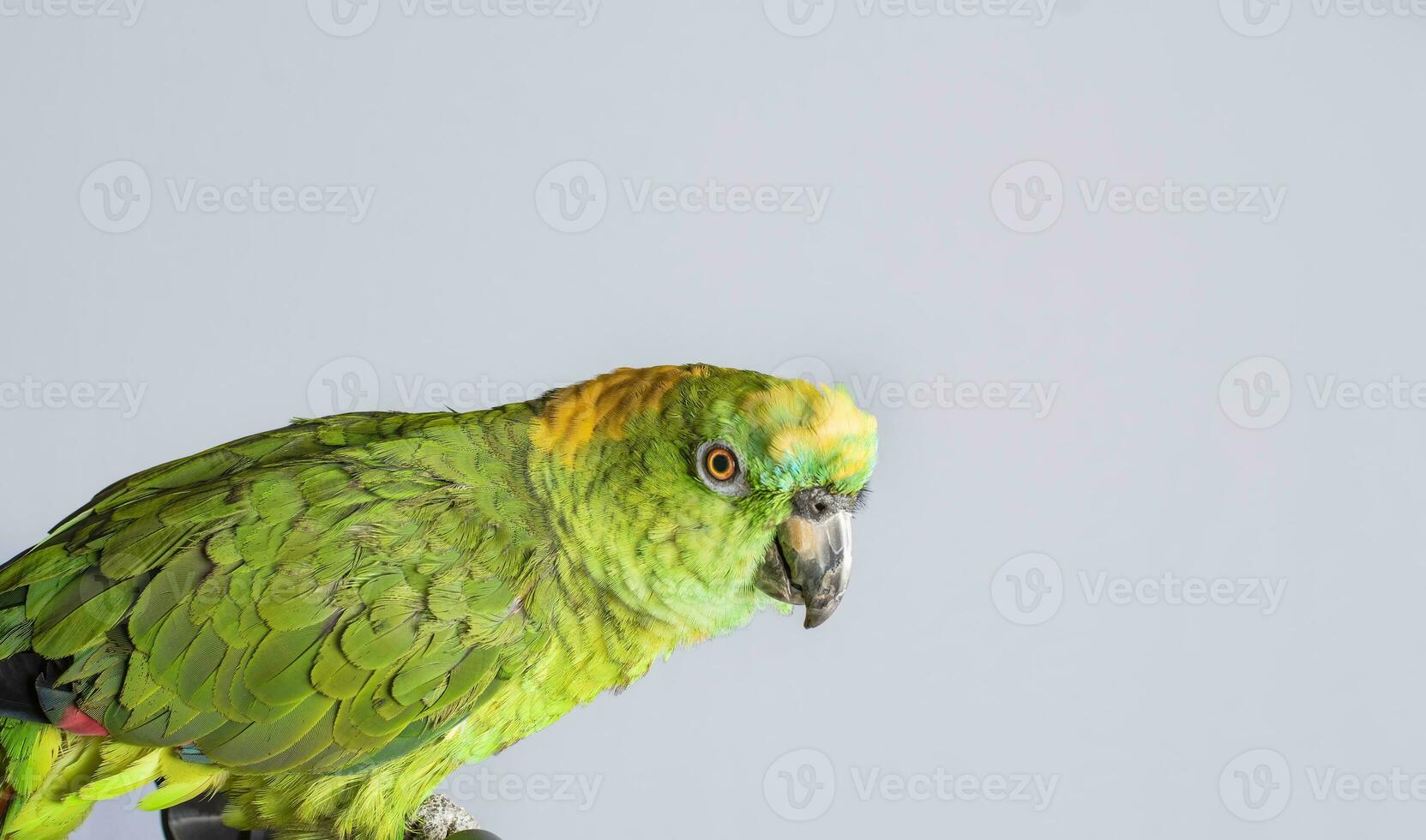 de cerca de un verde pluma loro, un verde psitacoidea en blanco fondo, de cerca de un verde loro ojo con Copiar espacio foto