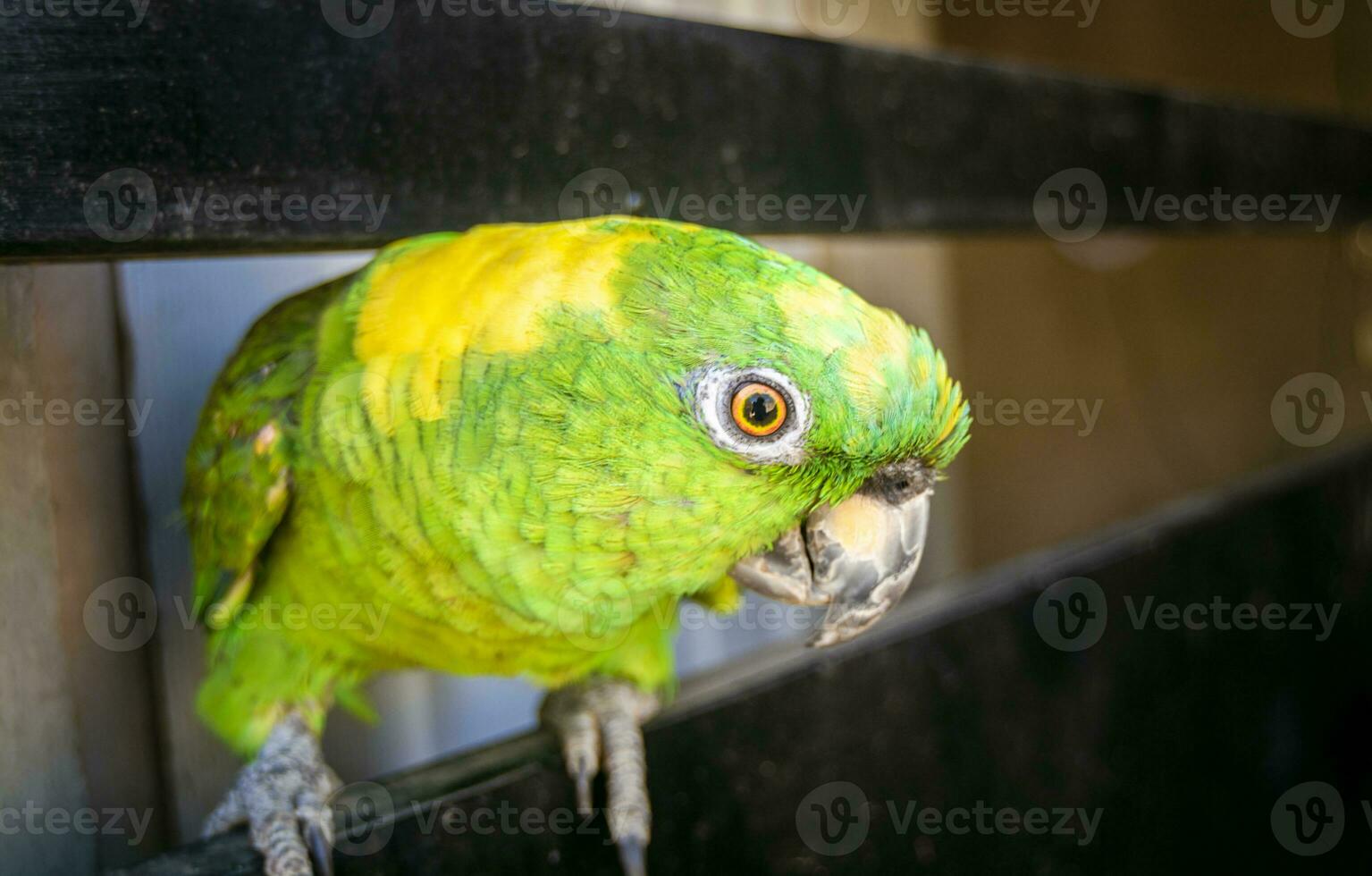 cerca arriba de un verde plumado loro, cerca arriba de verde loro ojo con Copiar espacio foto