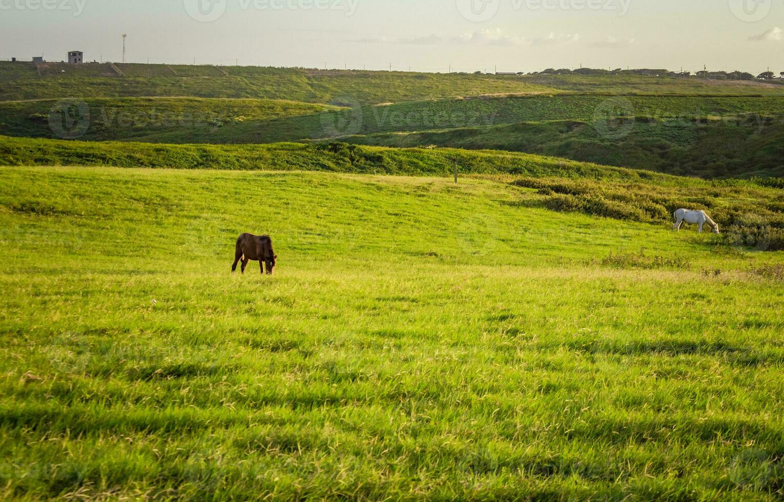 dos caballos comiendo césped juntos en el campo, colina con dos caballos comiendo césped, dos caballos en un prado foto