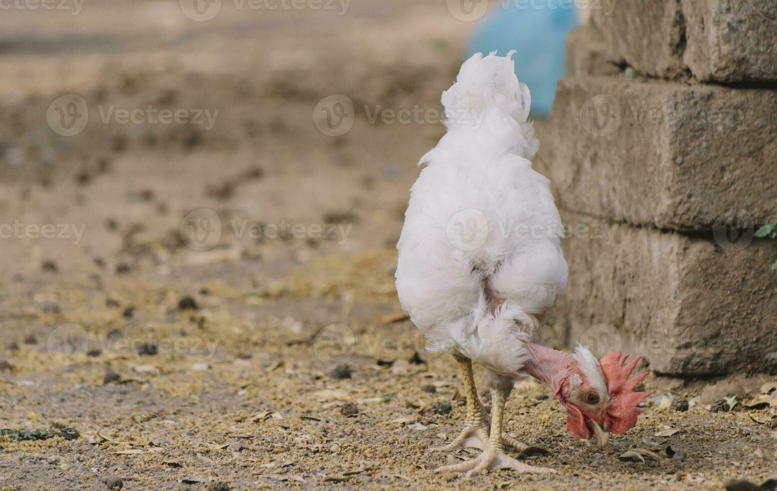 piroco rooster eating in a yard, an indian rooster scratching in a home yard, close up of a piroco rooster eating in a yard photo