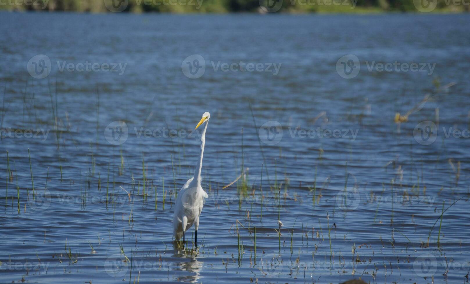 A white heron in the water fishing, close-up of a heron in the water, a white heron in the water searching for fish, hunting bird photo