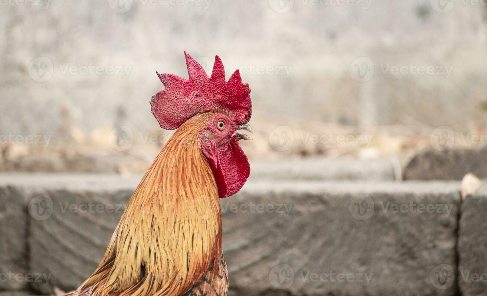 close up of a breed rooster in the yard, portrait of a farm rooster in the yard photo
