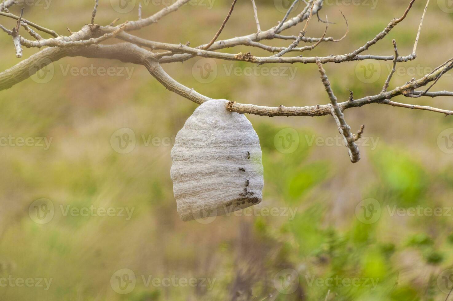 Close up of a bee honeycomb on branches, bees surrounding their honeycomb, colony of bees on a branch photo