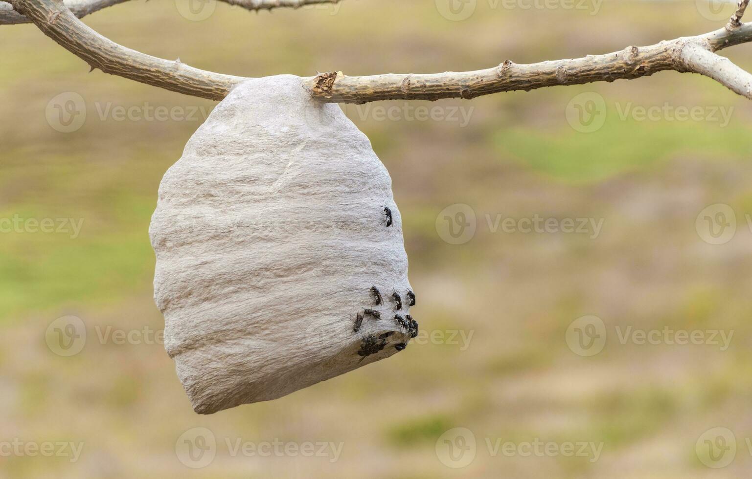 Close up of a bee honeycomb on branches, bees surrounding their honeycomb, colony of bees on a branch photo