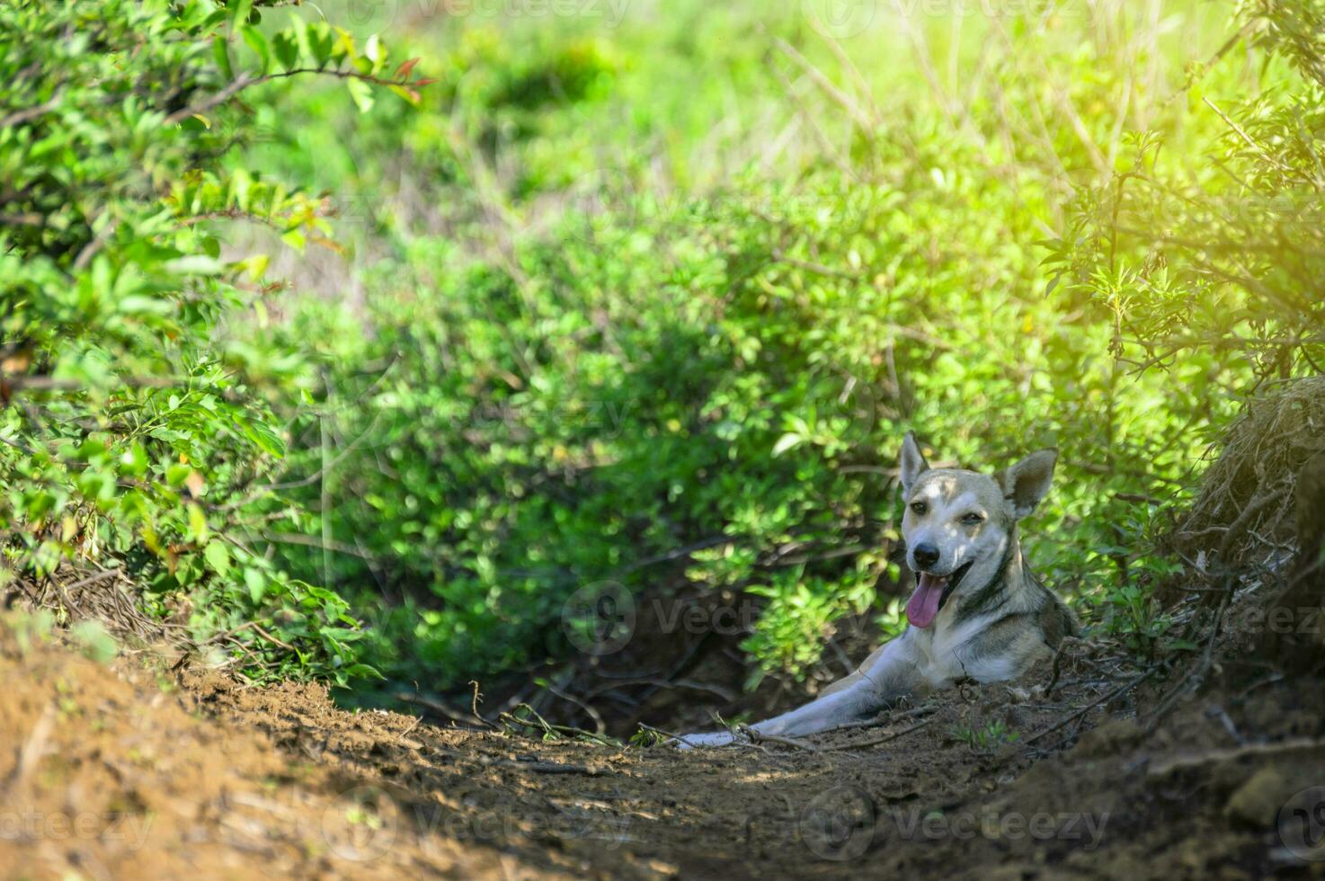 Image of a dog lying in the field, a dog lying in the field photo