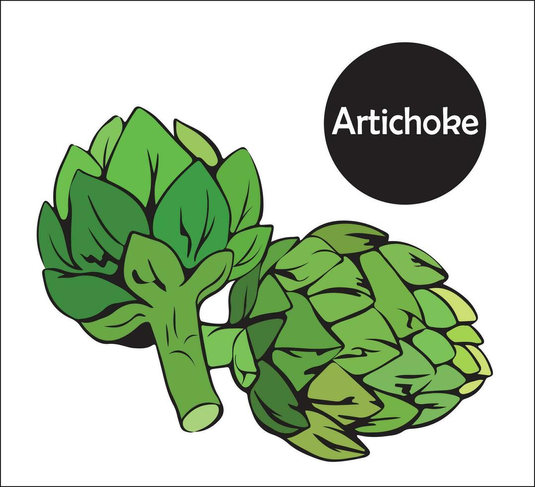Two whole edible artichoke buds. Organic pure food, vegetables. herbaceous useful plant.Vector illustration isolated vector