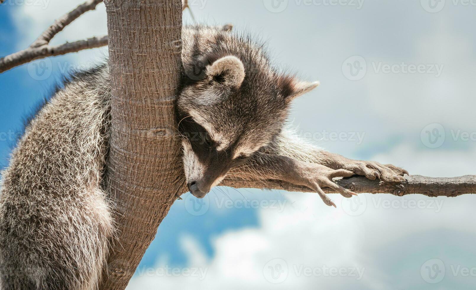 Close up of a raccoon in a tree, Portrait of a cute raccoon in its habitat, A young wild Procyon in its habitat photo
