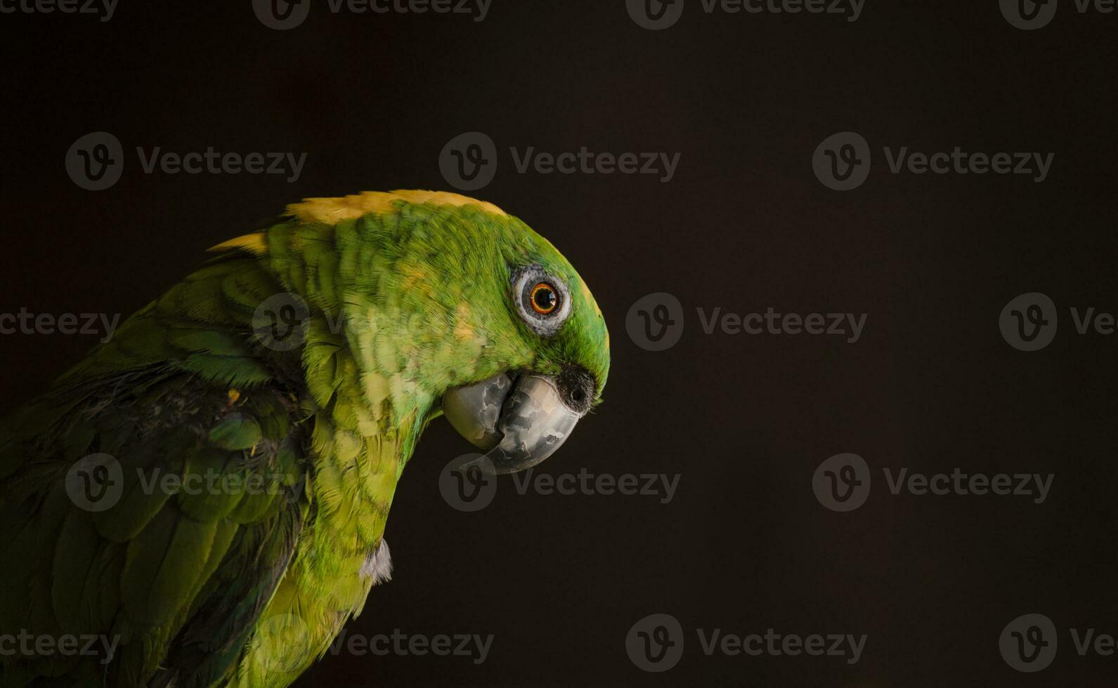 close up of a green feathered parrot, close up of green parrot eye with copy space photo