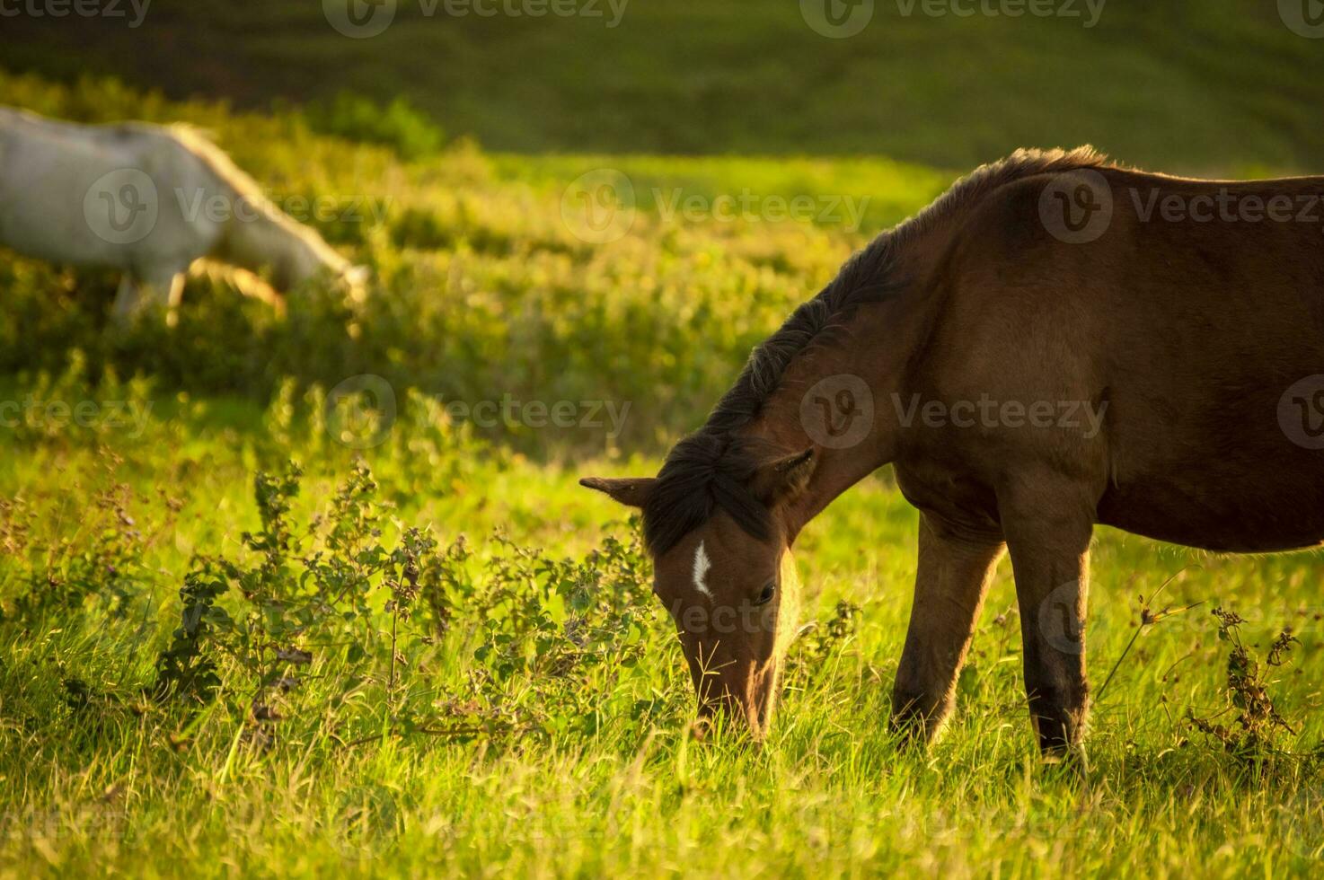 Close up of horses eating grass together in the field, two horses eating grass in the field, two horses in a meadow photo