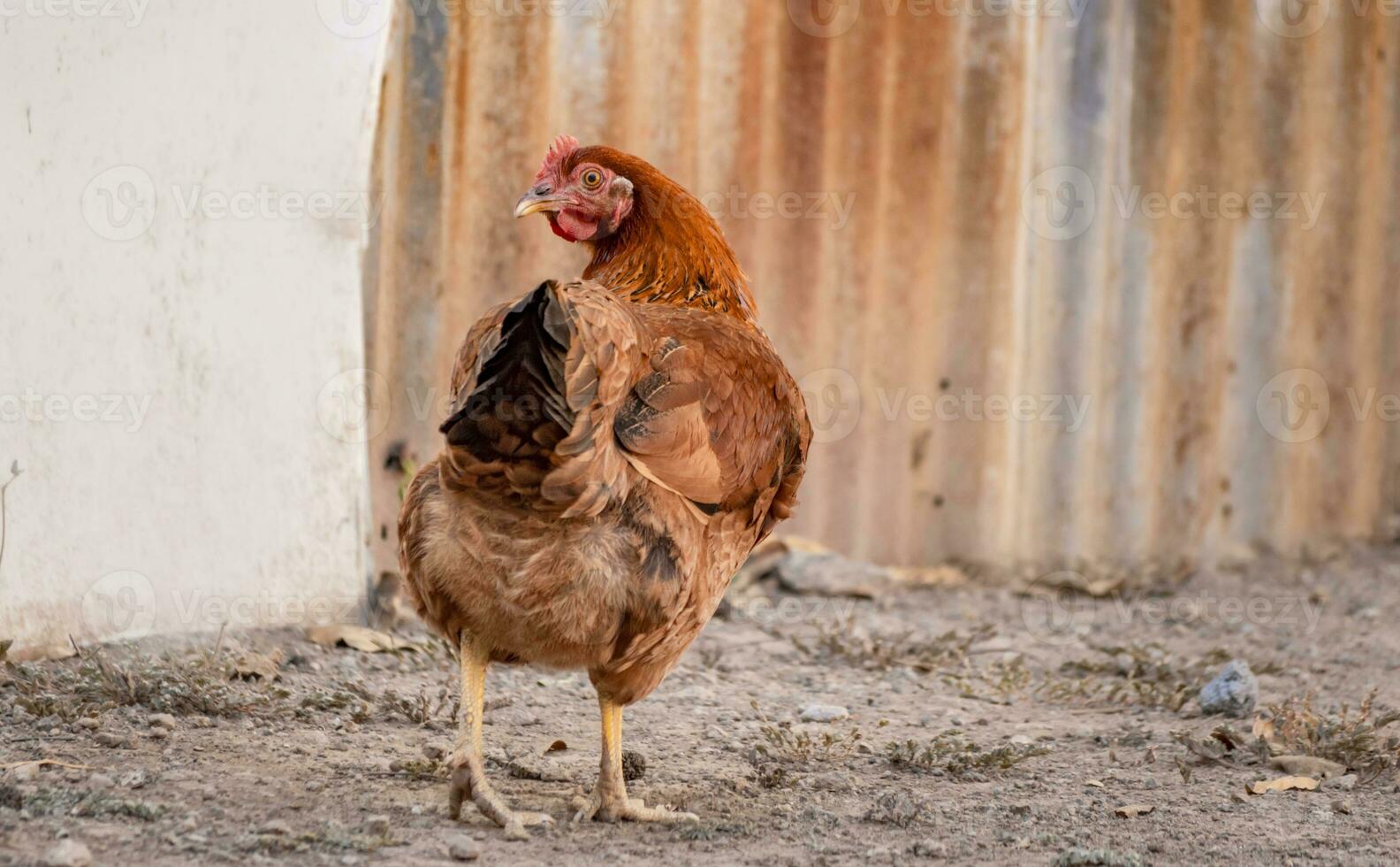 Portrait of a domestic hen, domestic hen in the yard, farm hen eating in a yard photo