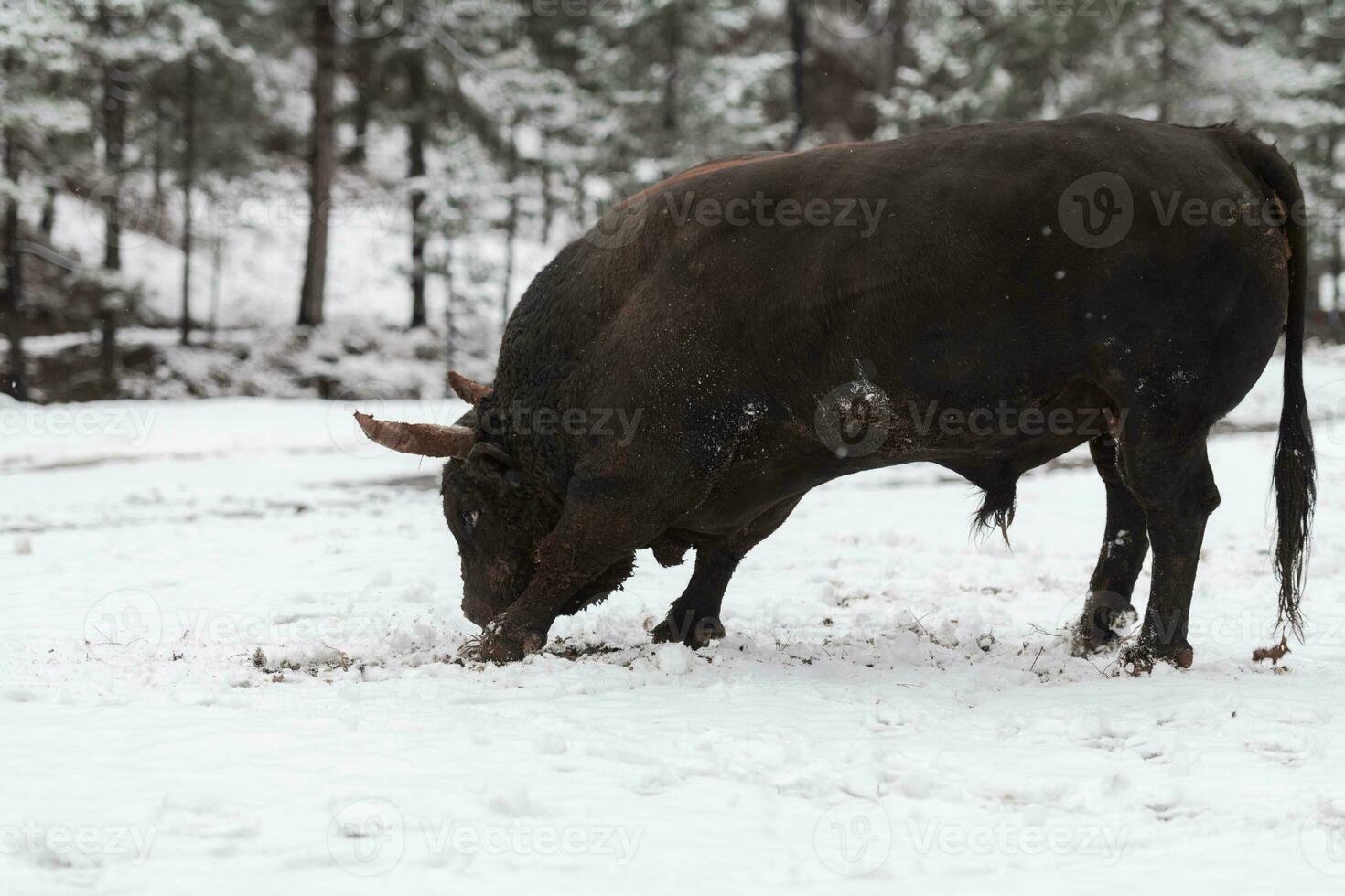 un gran toro negro en el entrenamiento de nieve para luchar en la arena. concepto de corridas de toros. enfoque selectivo foto