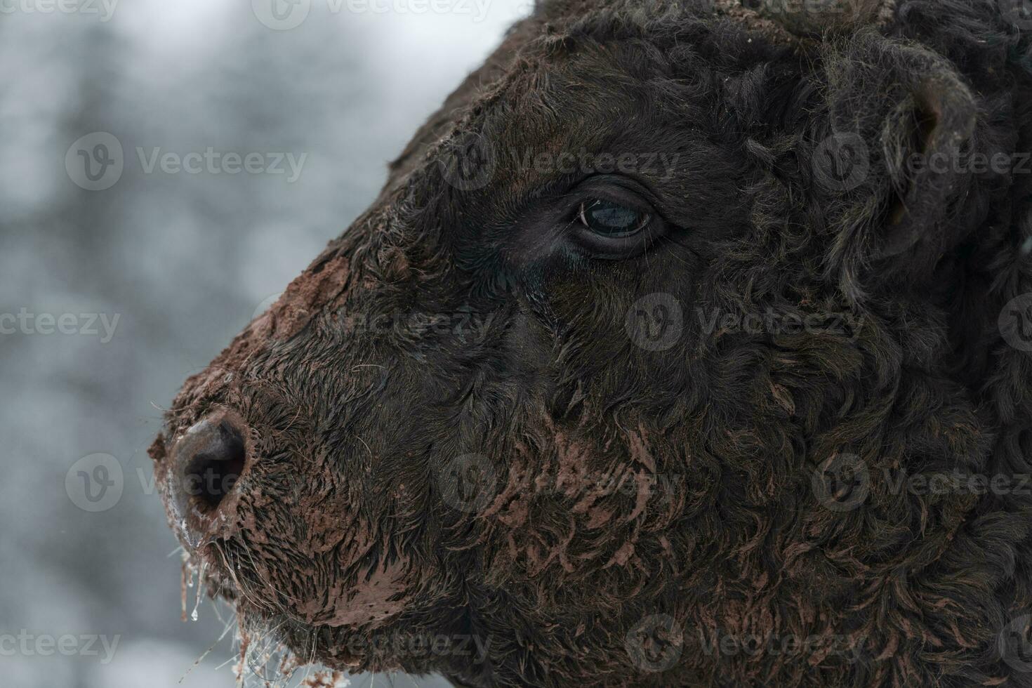 Close-up image of the Big Black Bull in the snow training to fight in the arena. The concept of bullfighting. Selective focus photo