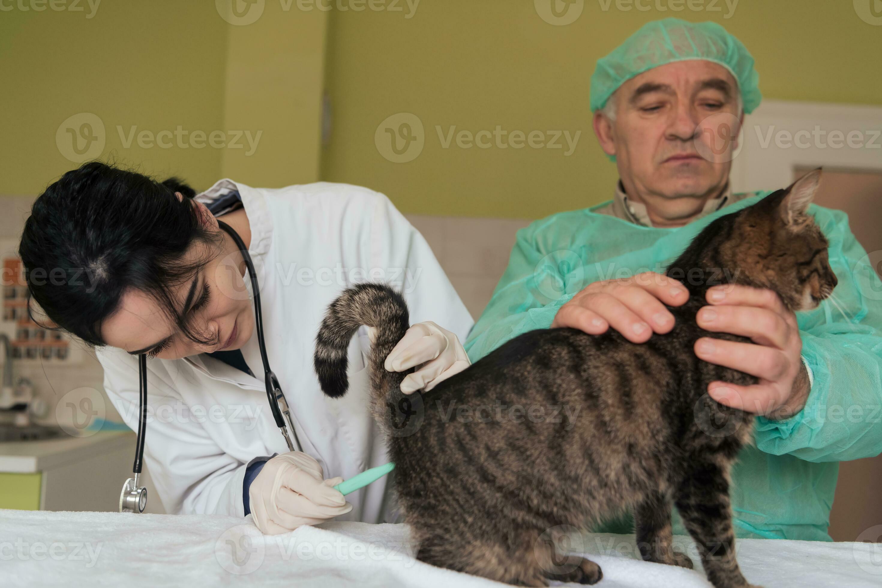 Veterinarian measuring the temperature of little kitten 31028379 Stock
