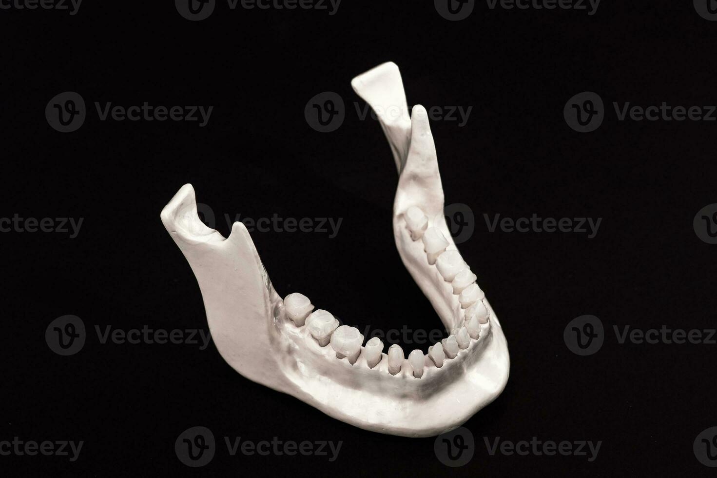 Lower human jaw with teeth anatomy model isolated on black background. Healthy teeth, dental care and orthodontic medical healthcare concept. photo