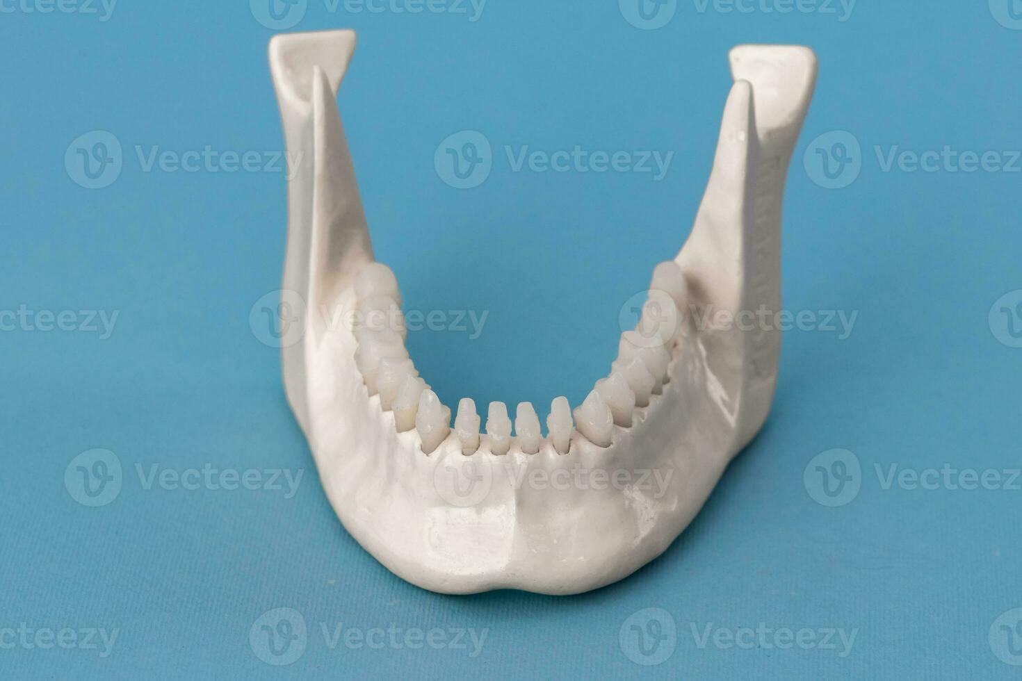 Lower human jaw with teeth anatomy model isolated on blue background. Healthy teeth, dental care and orthodontic medical concept. photo