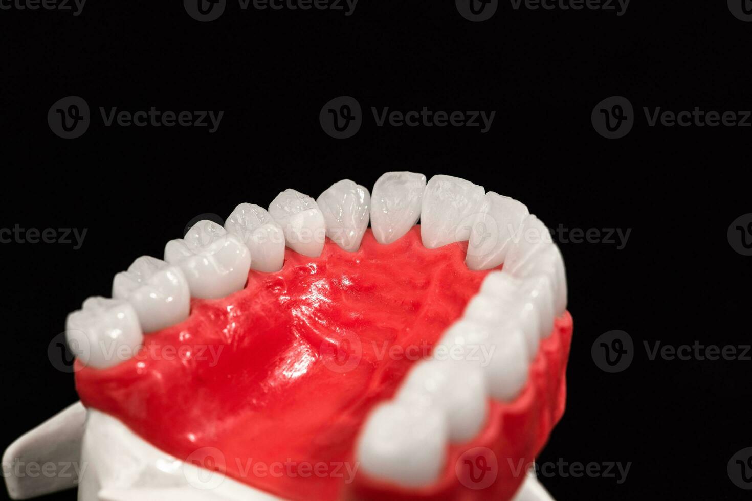 Lower human jaw with teeth anatomy model isolated on black background. Healthy teeth, dental care and orthodontic medical concept. photo