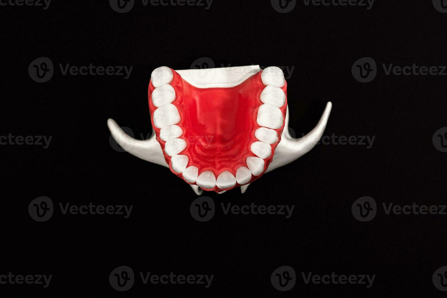 Lower human jaw with teeth anatomy model isolated on black background. Healthy teeth, dental care and orthodontic medical concept. photo