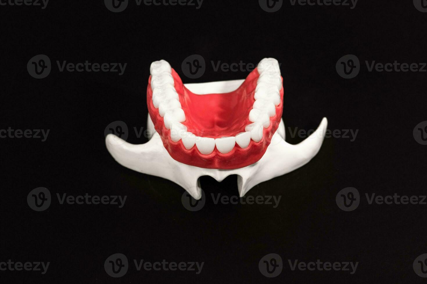 Lower human jaw with teeth anatomy model isolated on black background. Healthy teeth, dental care and orthodontic medical concept. photo