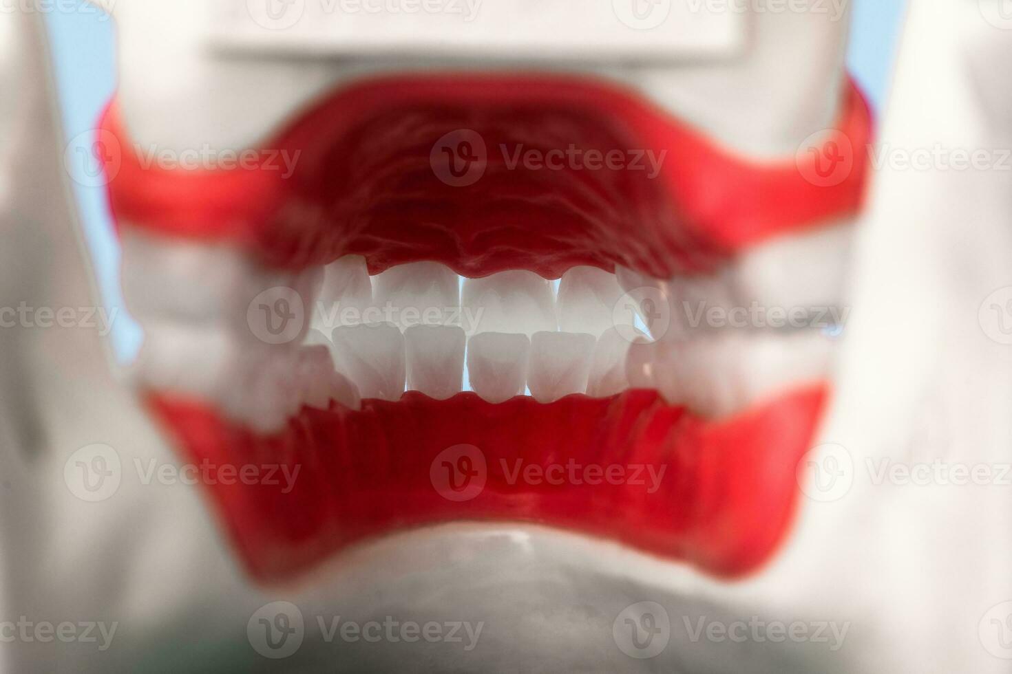 Human jaw with teeth and gums anatomy model isolated on blue background. View from inside. Healthy teeth, dental care and orthodontic medical healthcare concept. photo