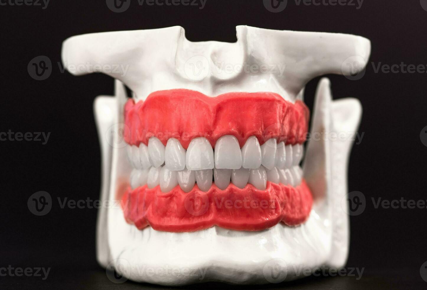 Human jaw with teeth and gums anatomy model isolated on blue background. Healthy teeth, dental care and orthodontic medical healthcare concept photo