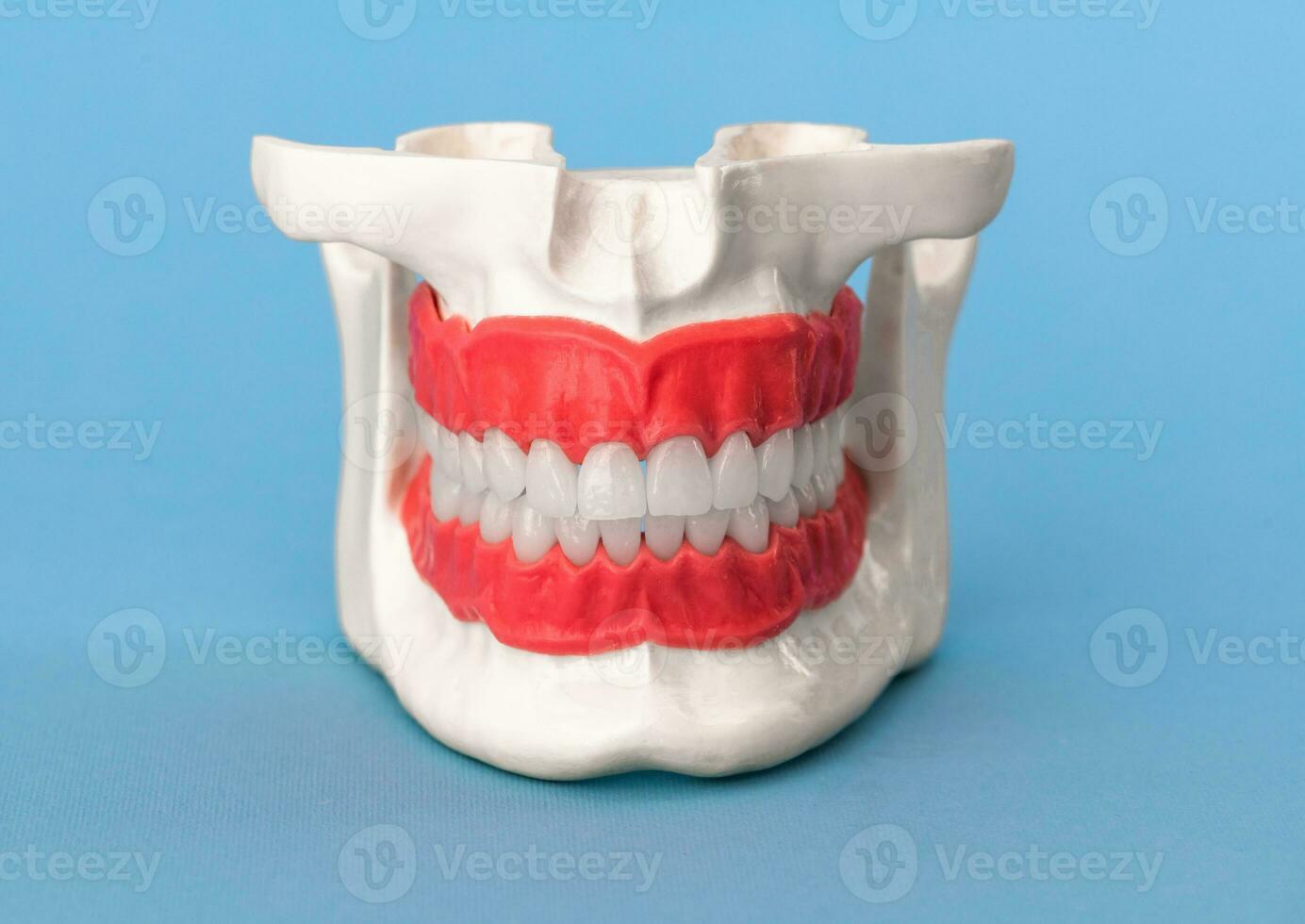 Human jaw with teeth and gums anatomy model isolated on blue background. Healthy teeth, dental care and orthodontic medical healthcare concept photo