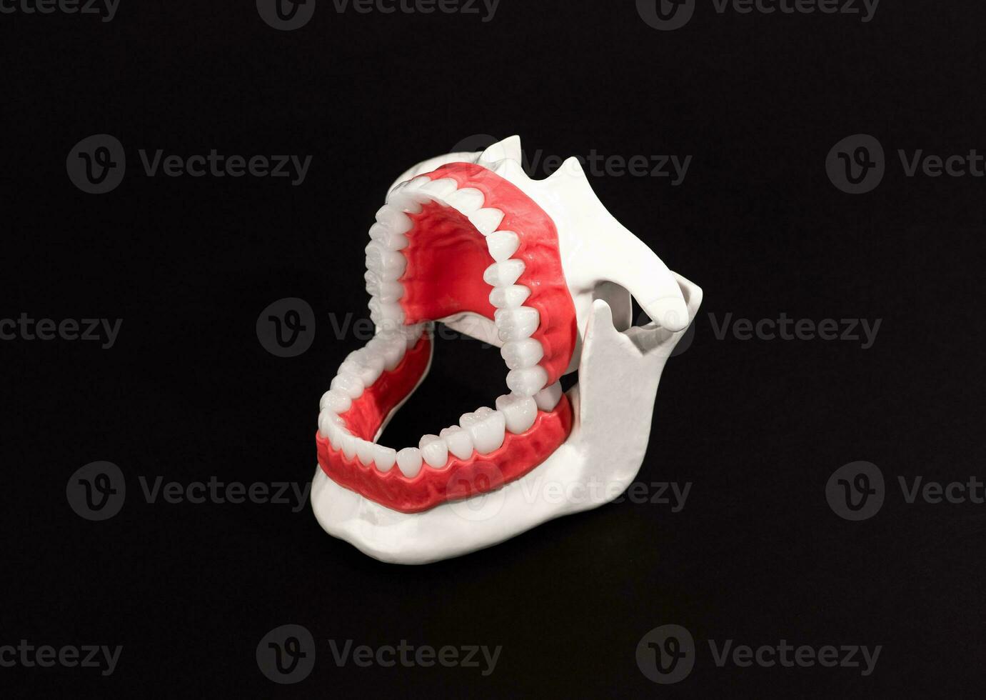Human jaw with teeth and gums anatomy model isolated on black background. Opened jaw position. Healthy teeth, dental care, and orthodontic medical healthcare concept. photo