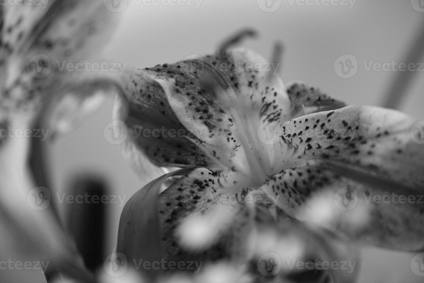 close up colorful flowers photo