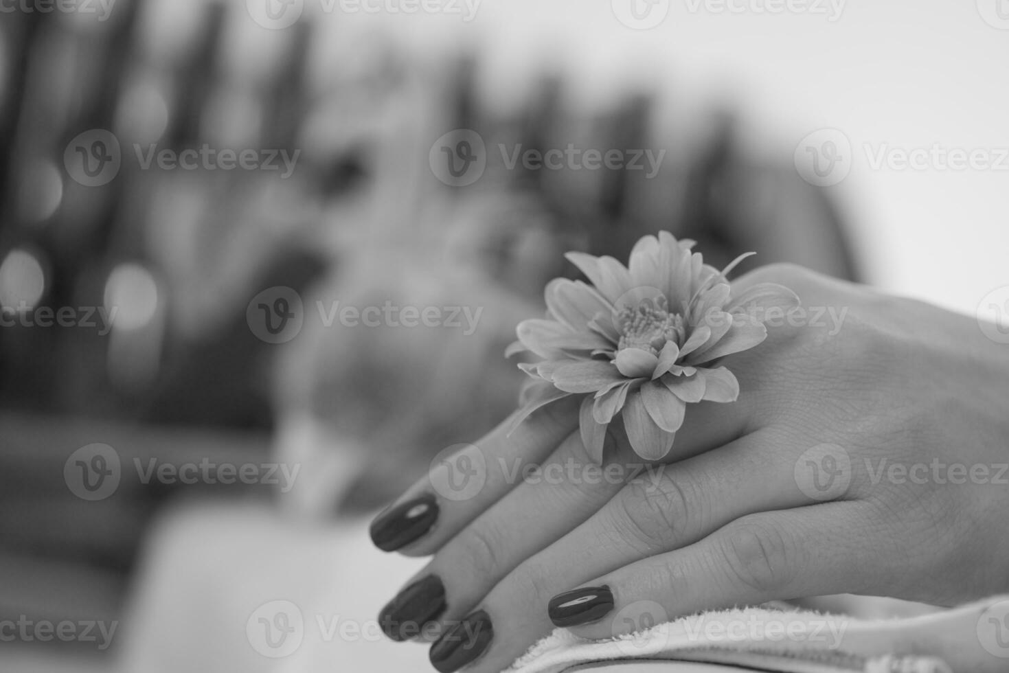 woman fingers with french manicure photo