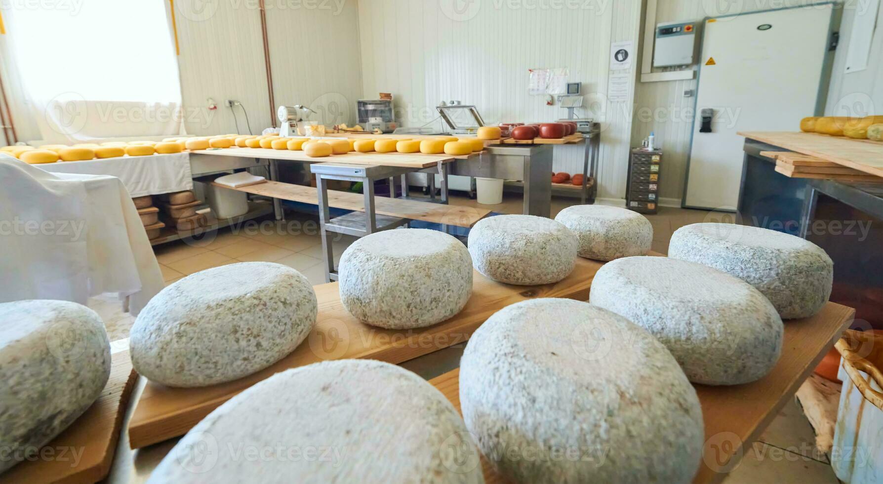 Cheese factory production shelves with aging old cheese photo